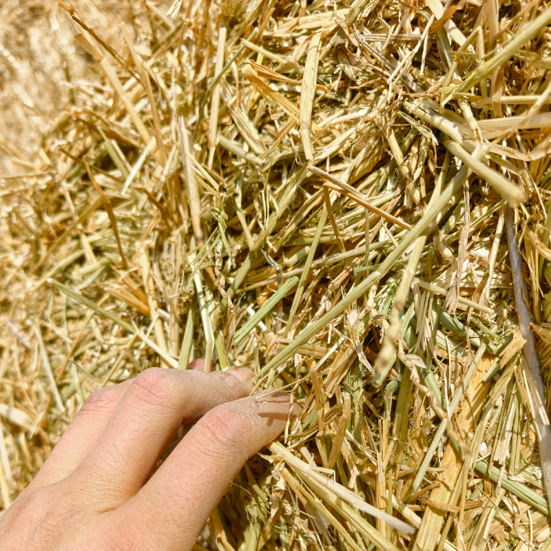 小麦秸秆