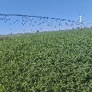 阿鲁科尔沁旗天山镇丰运农资销售部